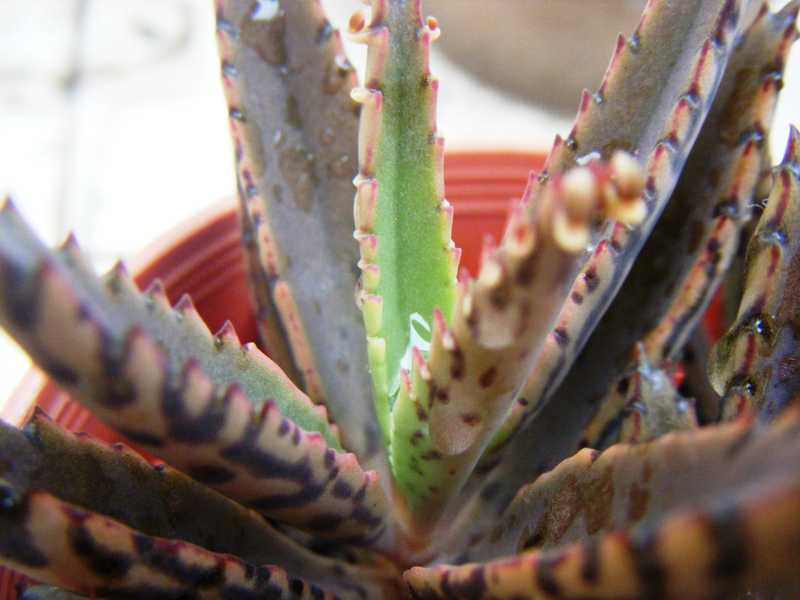 [Foto de planta, jardin, jardineria]
