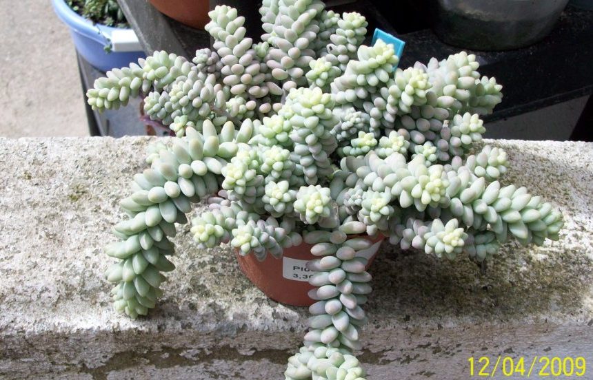 [Foto de planta, jardin, jardineria]