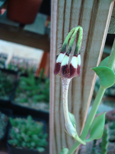 [Foto de planta, jardin, jardineria]