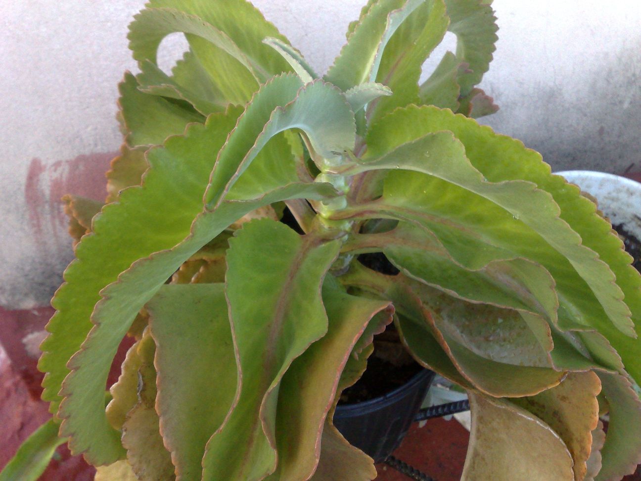 [Foto de planta, jardin, jardineria]