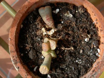 [Foto de planta, jardin, jardineria]