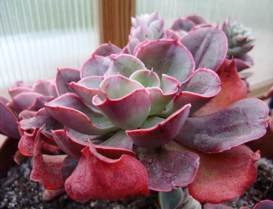 [Foto de planta, jardin, jardineria]