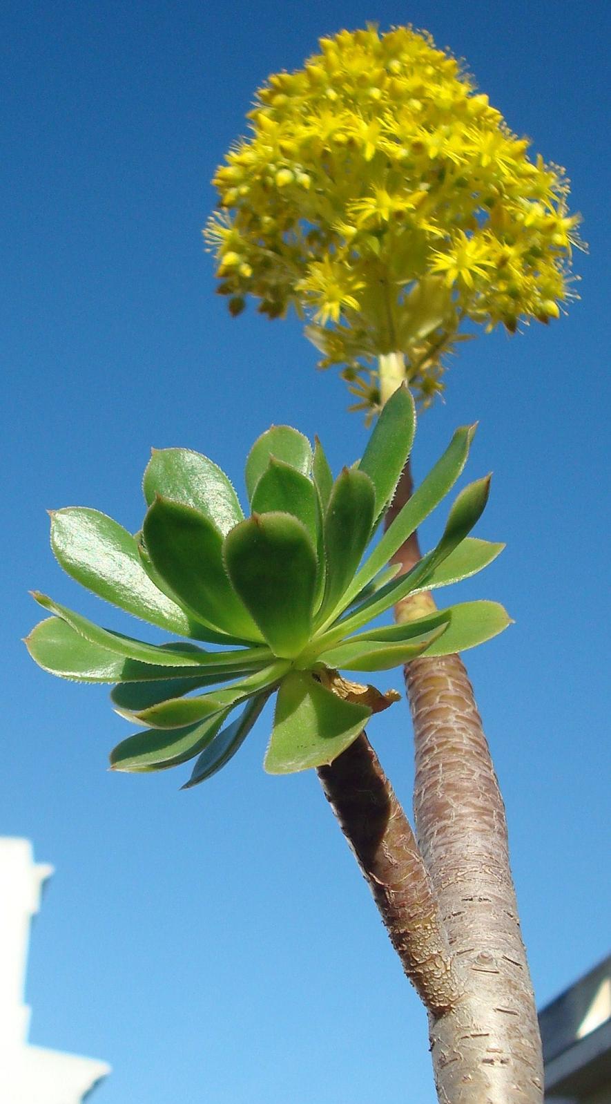 [Foto de planta, jardin, jardineria]