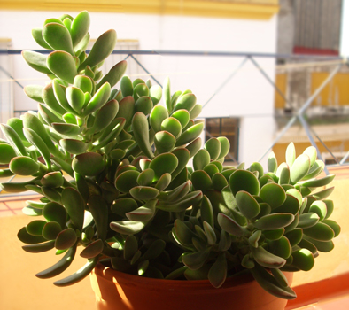 [Foto de planta, jardin, jardineria]
