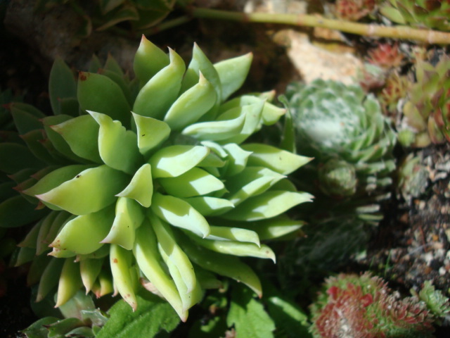 [Foto de planta, jardin, jardineria]
