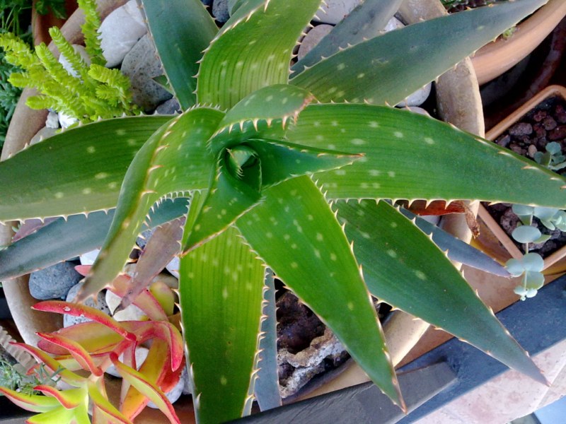 [Foto de planta, jardin, jardineria]