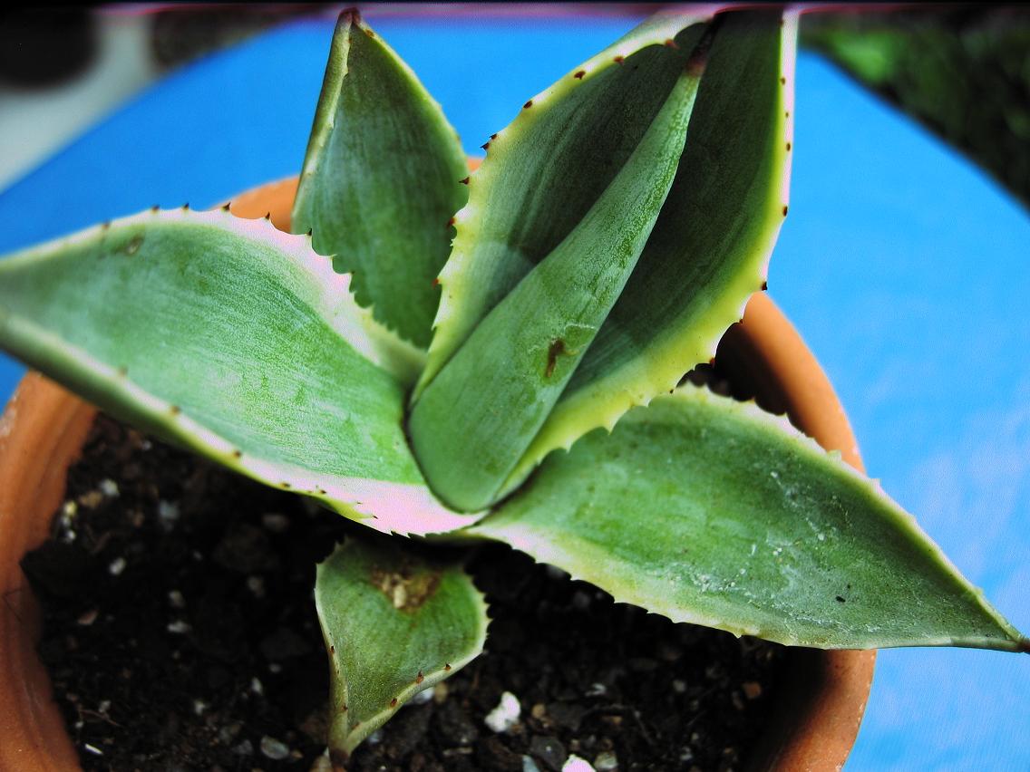 [Foto de planta, jardin, jardineria]