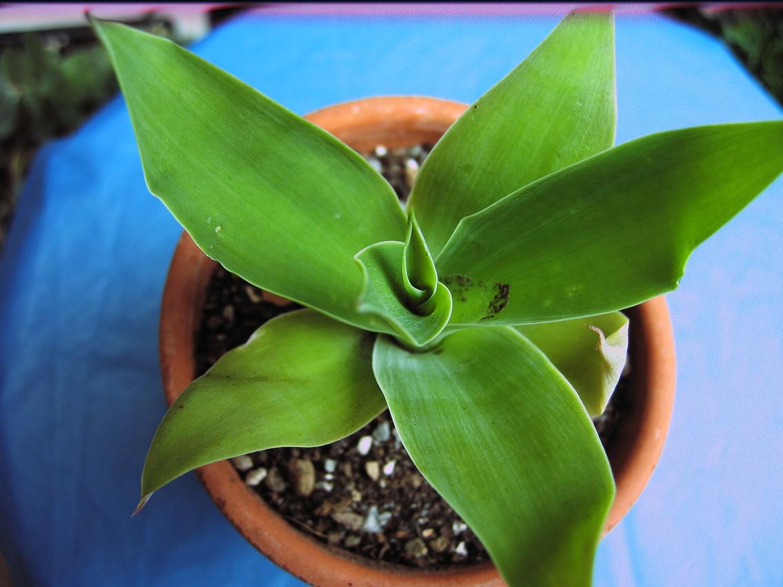 [Foto de planta, jardin, jardineria]