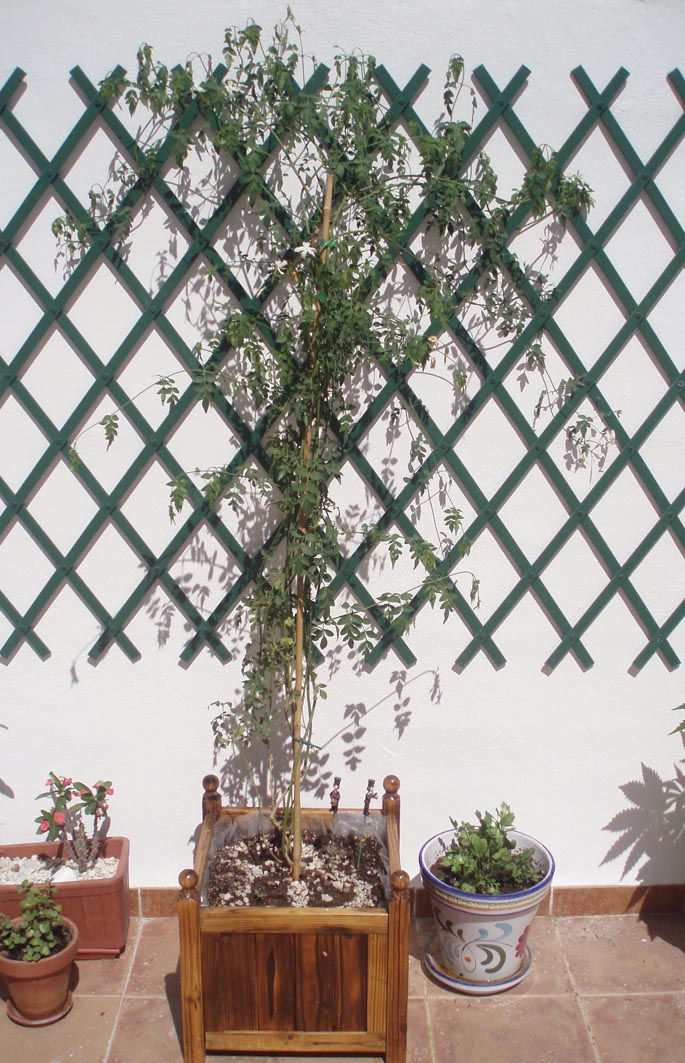 [Foto de planta, jardin, jardineria]