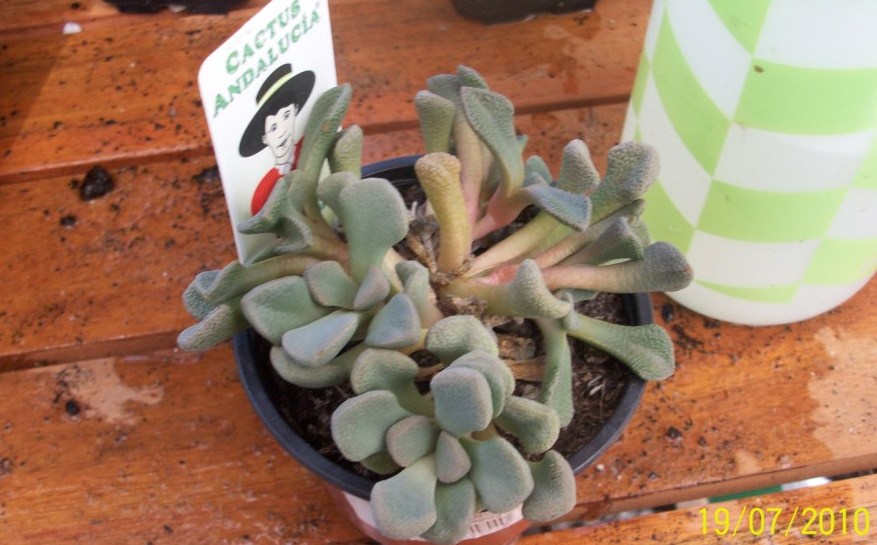 [Foto de planta, jardin, jardineria]