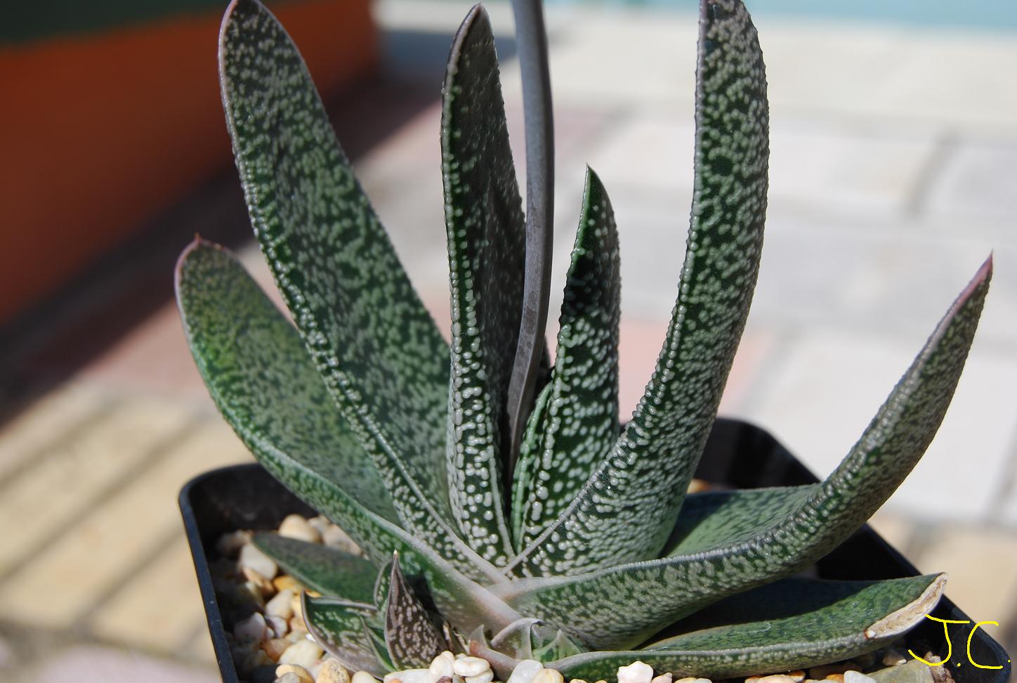 [Foto de planta, jardin, jardineria]