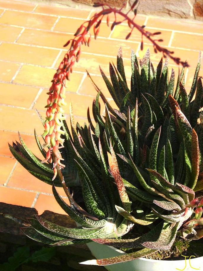 [Foto de planta, jardin, jardineria]