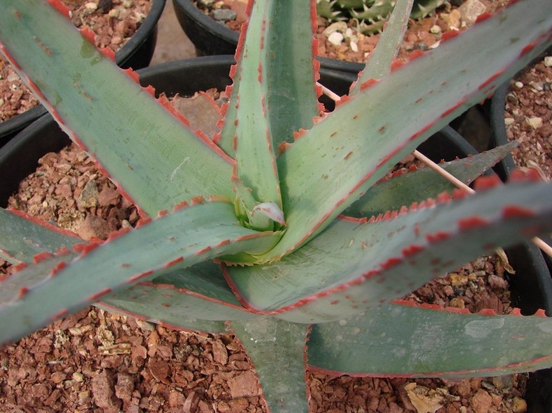 [Foto de planta, jardin, jardineria]