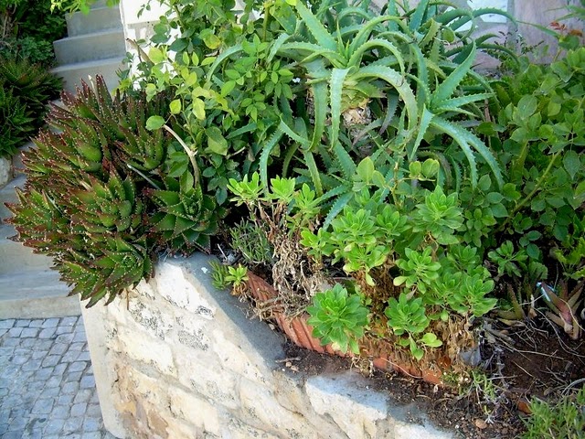 [Foto de planta, jardin, jardineria]
