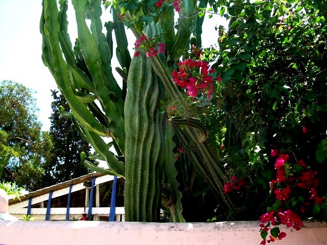 [Foto de planta, jardin, jardineria]