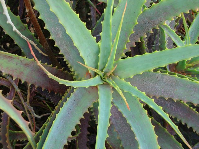 [Foto de planta, jardin, jardineria]