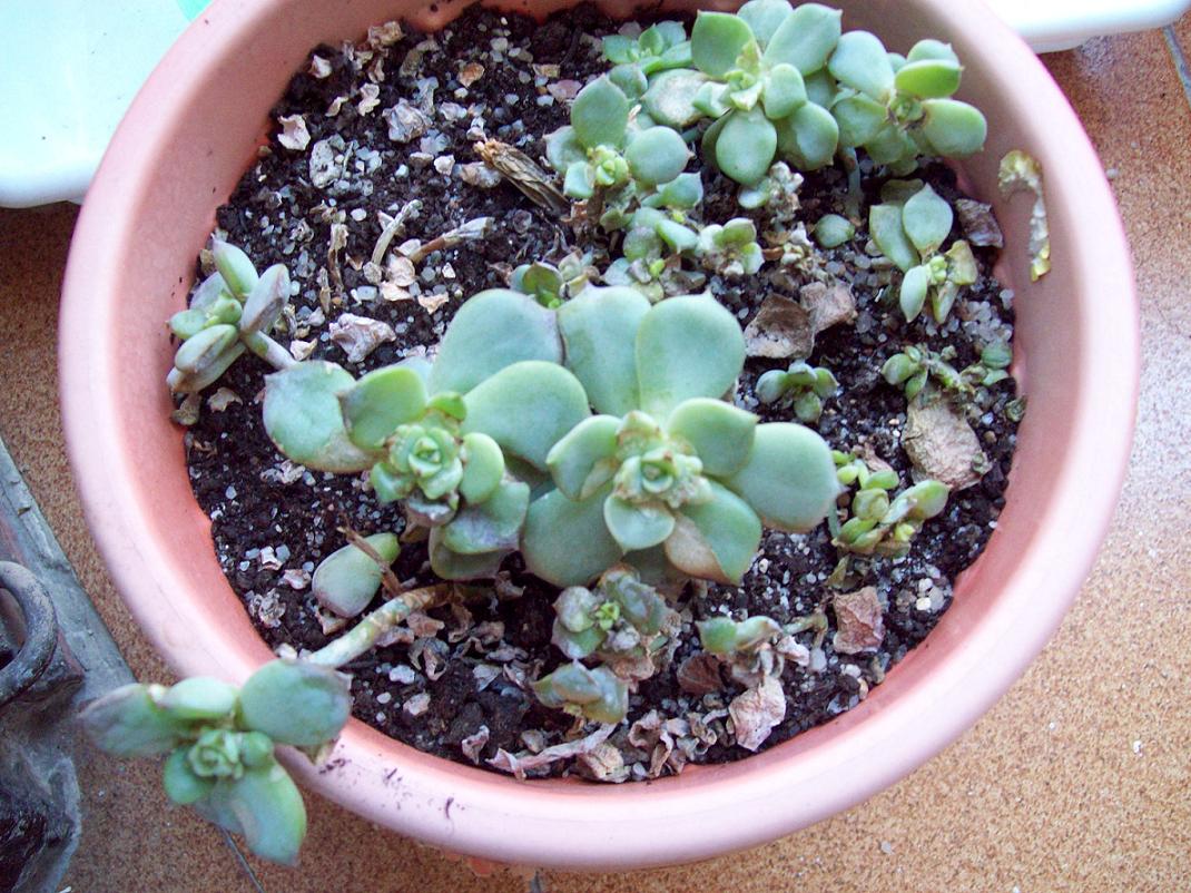 [Foto de planta, jardin, jardineria]