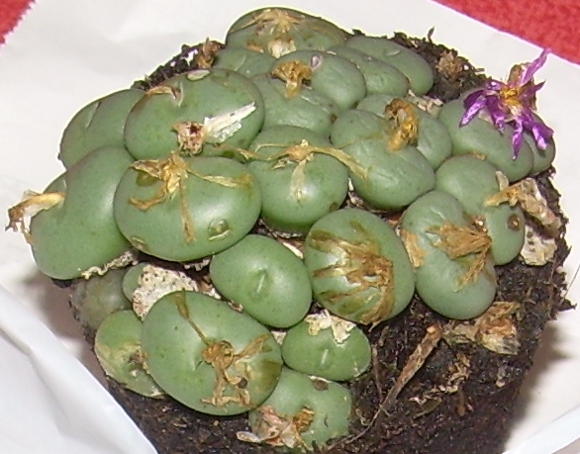 [Foto de planta, jardin, jardineria]