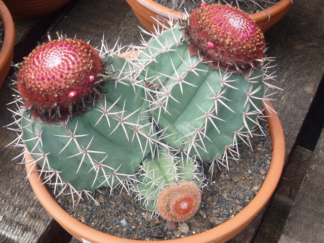 [Foto de planta, jardin, jardineria]