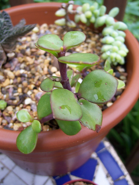 [Foto de planta, jardin, jardineria]