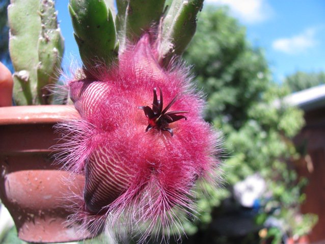 [Foto de planta, jardin, jardineria]