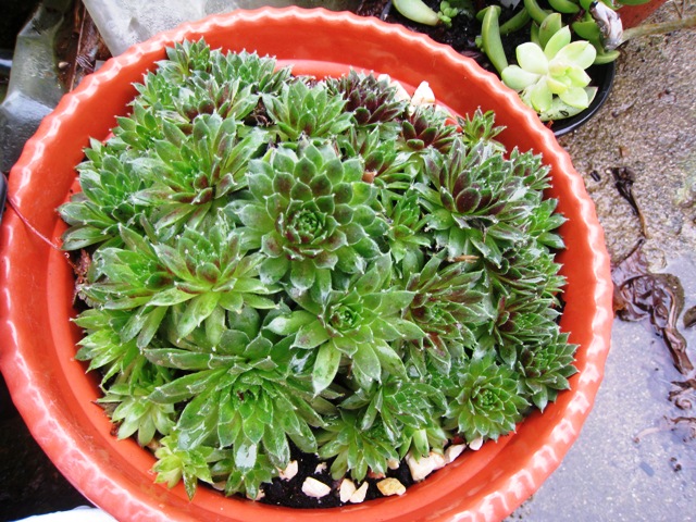 [Foto de planta, jardin, jardineria]