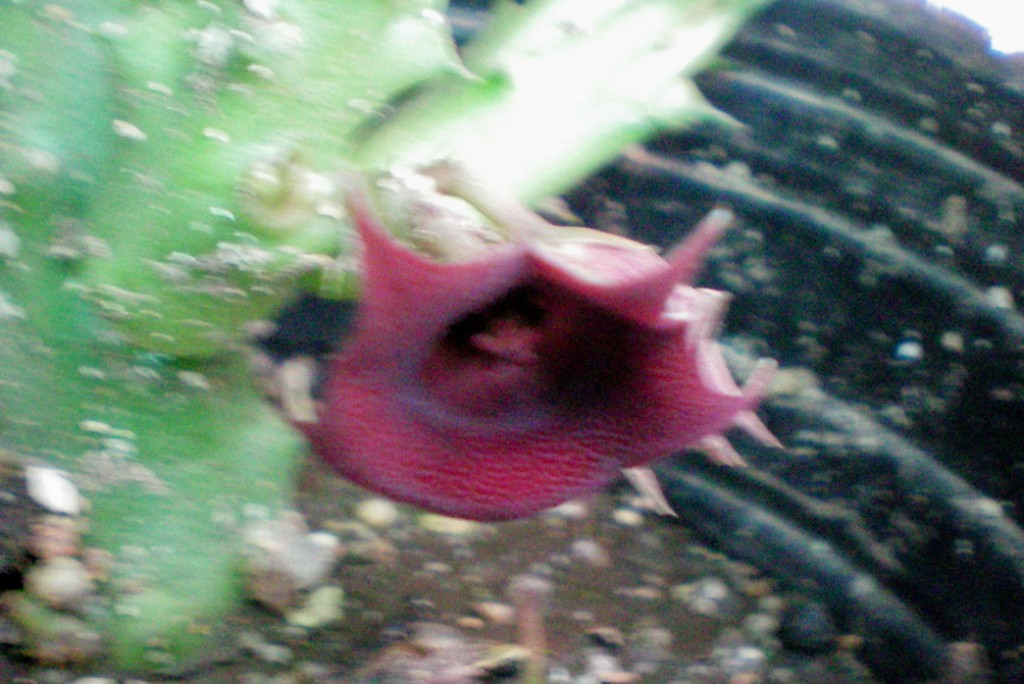 [Foto de planta, jardin, jardineria]