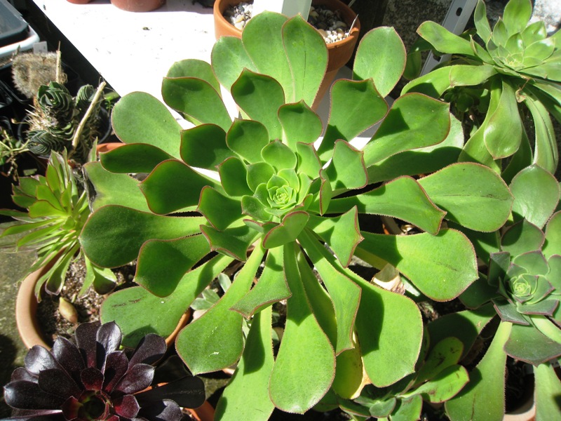 [Foto de planta, jardin, jardineria]