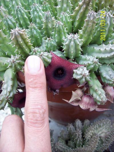 [Foto de planta, jardin, jardineria]