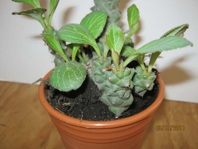 [Foto de planta, jardin, jardineria]