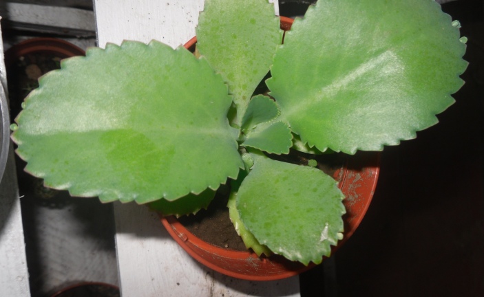 [Foto de planta, jardin, jardineria]