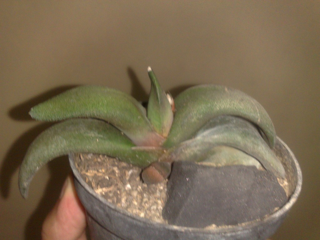 [Foto de planta, jardin, jardineria]