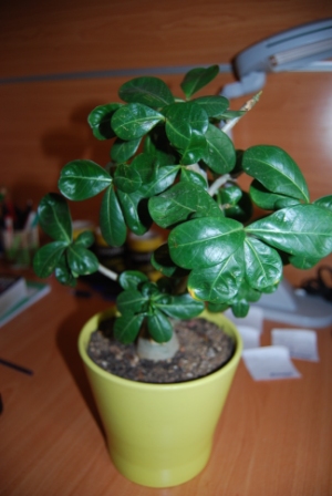 [Foto de planta, jardin, jardineria]