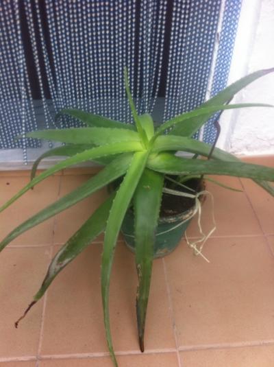 [Foto de planta, jardin, jardineria]