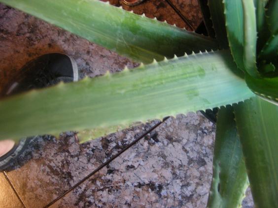 [Foto de planta, jardin, jardineria]