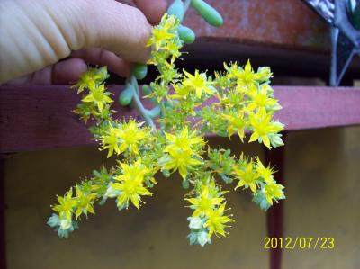 [Foto de planta, jardin, jardineria]