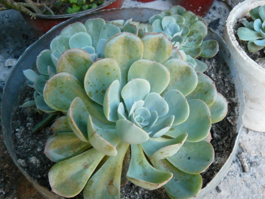 [Foto de planta, jardin, jardineria]