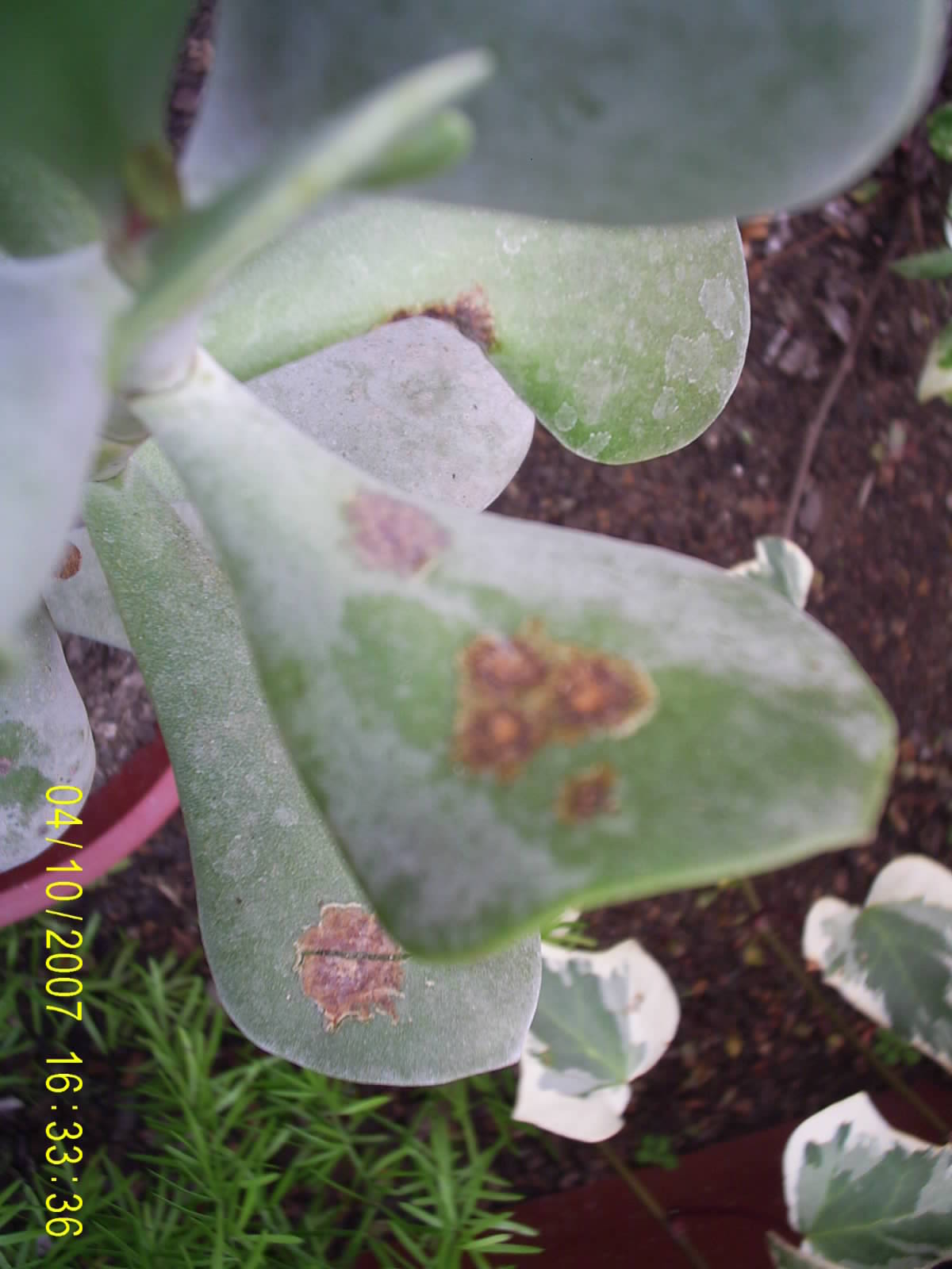 [Foto de planta, jardin, jardineria]