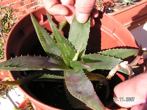 [Foto de planta, jardin, jardineria]