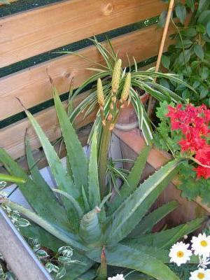 [Foto de planta, jardin, jardineria]