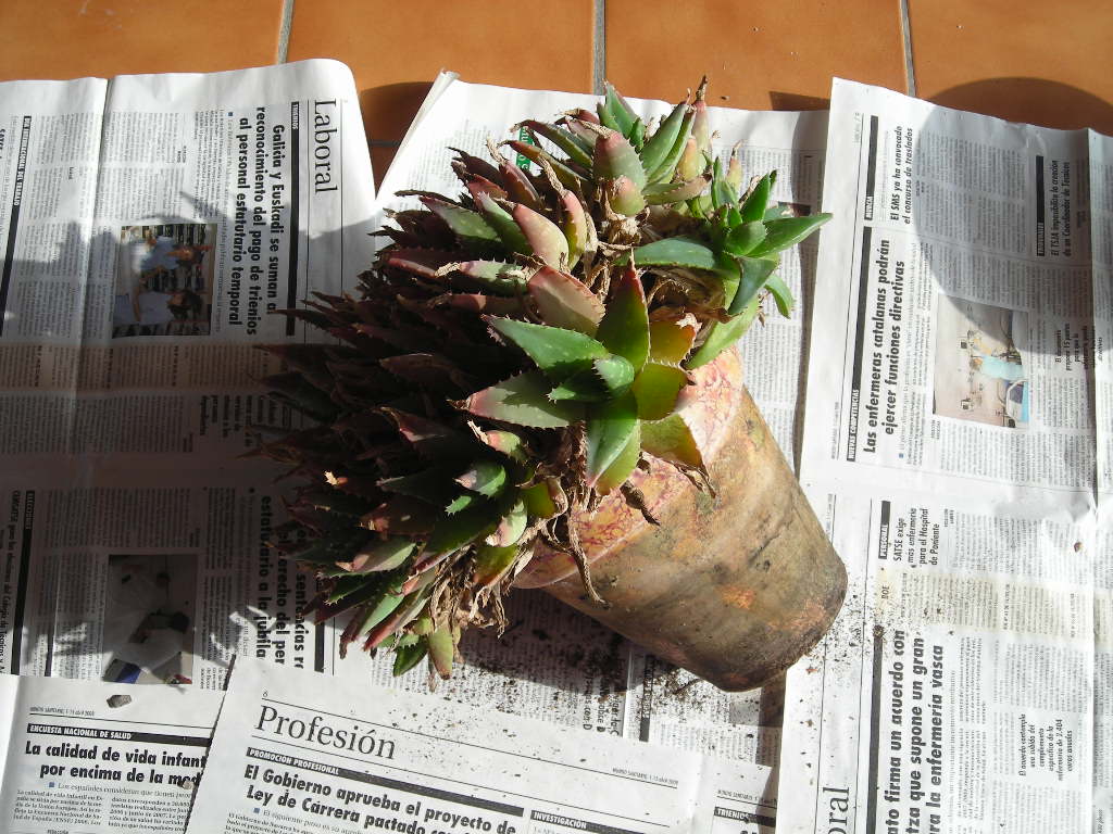 [Foto de planta, jardin, jardineria]
