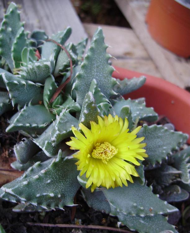 [Foto de planta, jardin, jardineria]