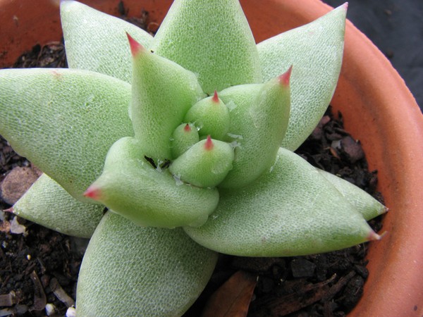 [Foto de planta, jardin, jardineria]