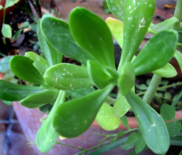 [Foto de planta, jardin, jardineria]