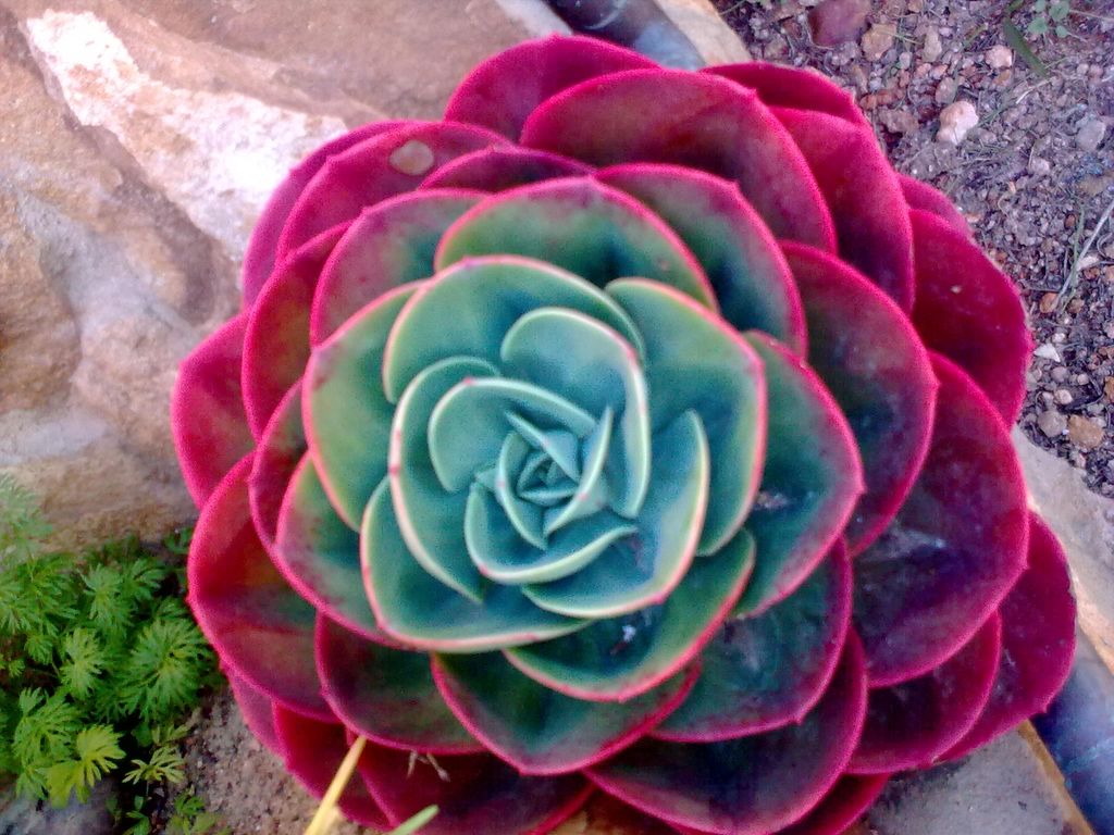 [Foto de planta, jardin, jardineria]