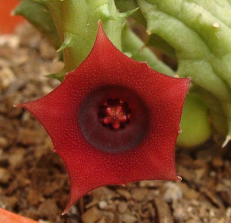 [Foto de planta, jardin, jardineria]