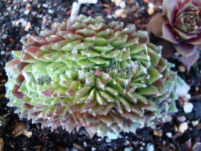 [Foto de planta, jardin, jardineria]
