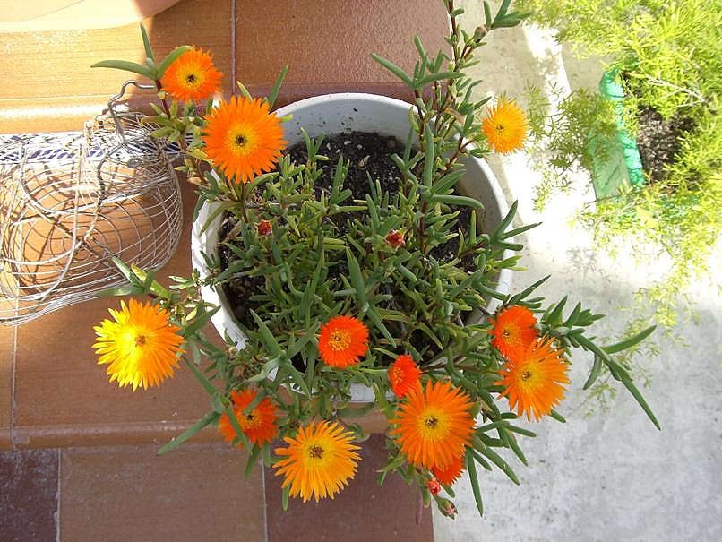 [Foto de planta, jardin, jardineria]