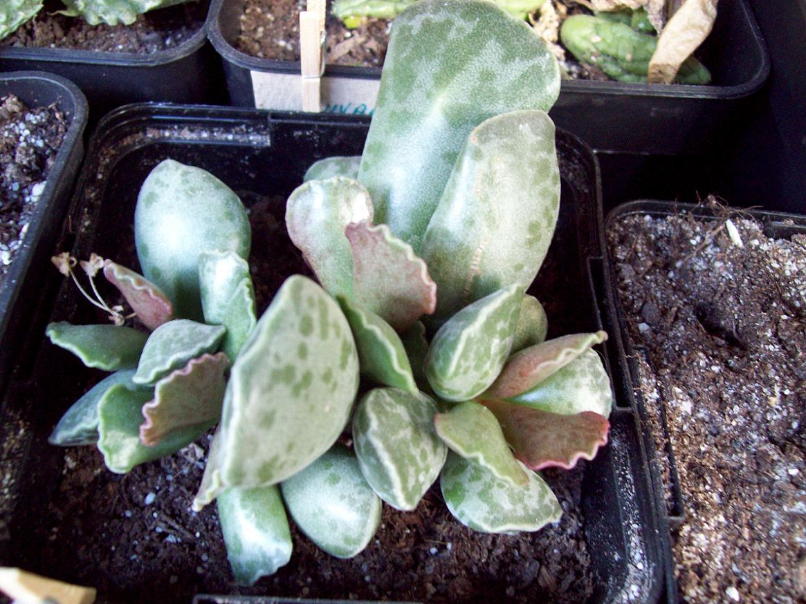 [Foto de planta, jardin, jardineria]