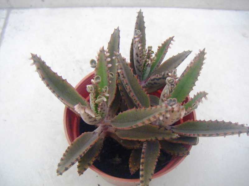 [Foto de planta, jardin, jardineria]